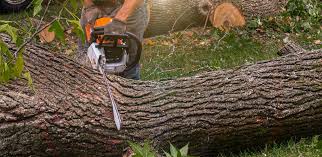 How Our Tree Care Process Works  in  Hays, NC