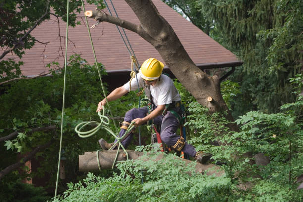 Best Tree Mulching  in Hays, NC